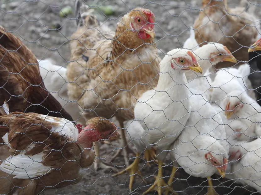 Detectan influenza aviar de alta patogenicidad en Michoacán