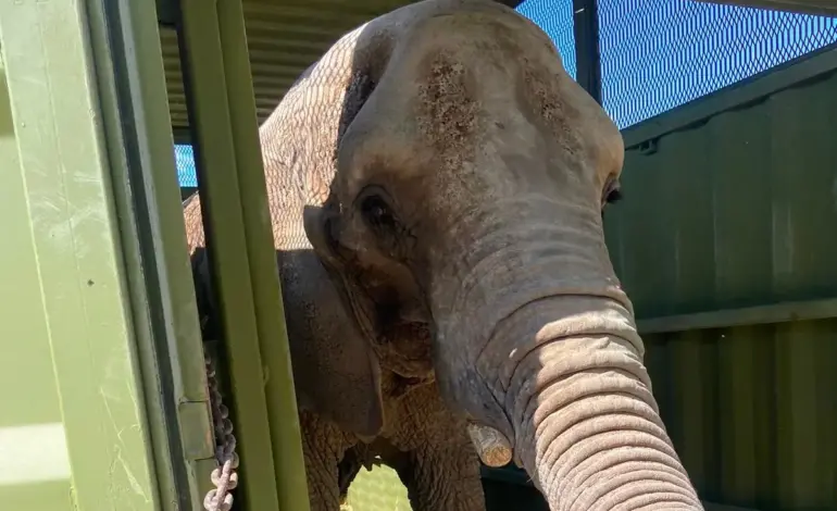 Activistas rechazan traslado de elefante Annie al zoológico de Aragón
