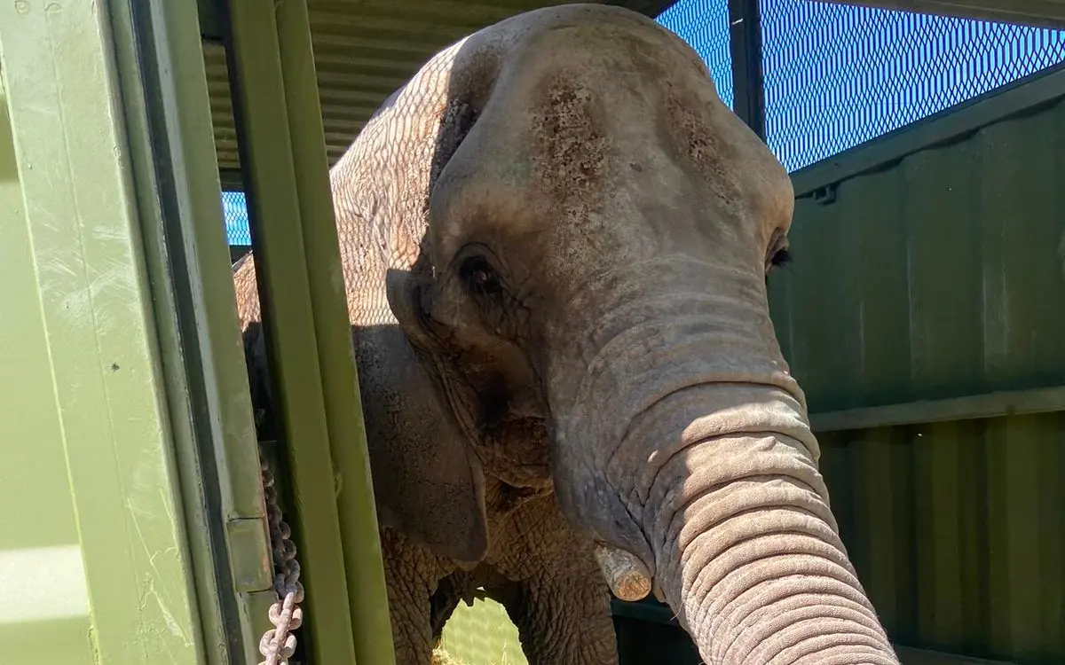Activistas rechazan traslado de elefante Annie al zoológico de Aragón