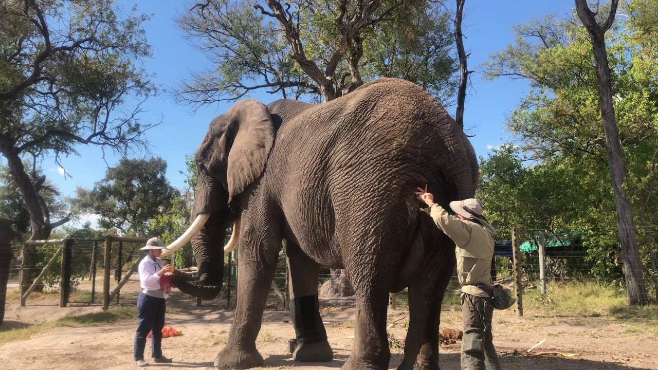 Elefanta ‘Annie’ llega con éxito al zoológico de San Juan de Aragón