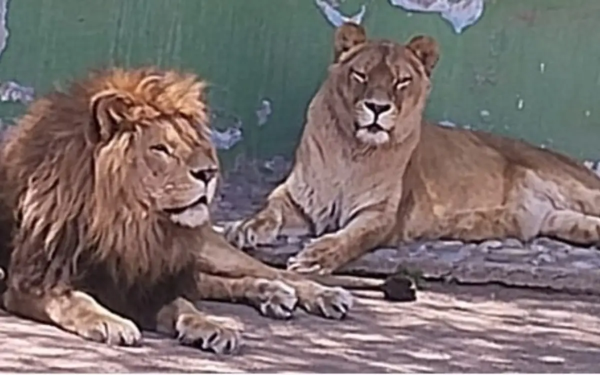 Profepa asegura casi 60 animales de zoológico de Nezahualcóyotl