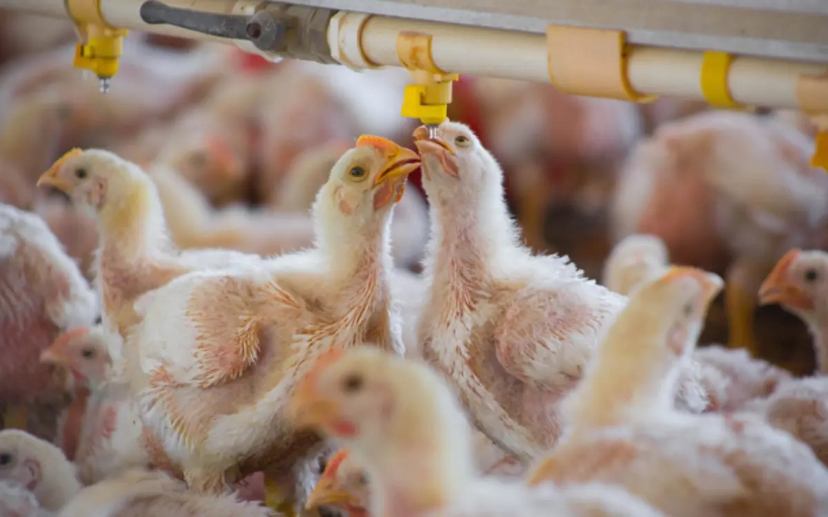 Gripe aviar se propaga a mamíferos y genera preocupación sobre transmisión a humanos