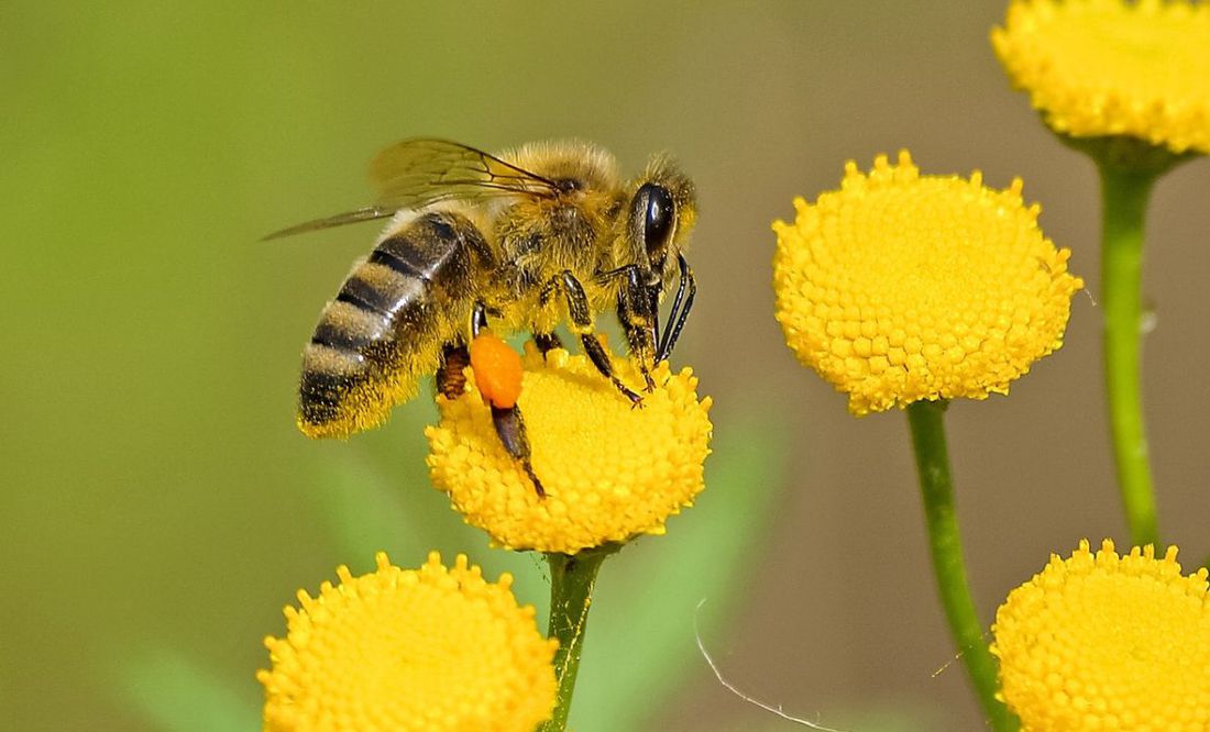 Fallece hombre por ataque de abejas en Mazatlán, Sinaloa